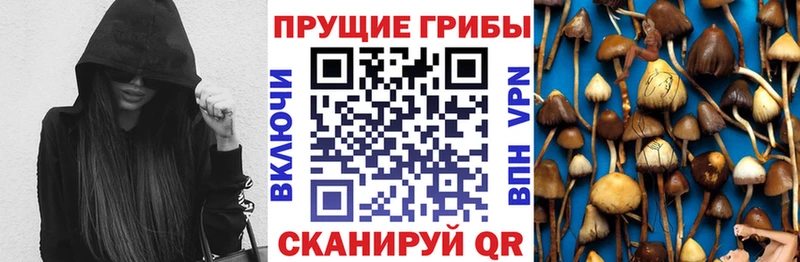 продажа наркотиков  Аргун  Галлюциногенные грибы прущие грибы 